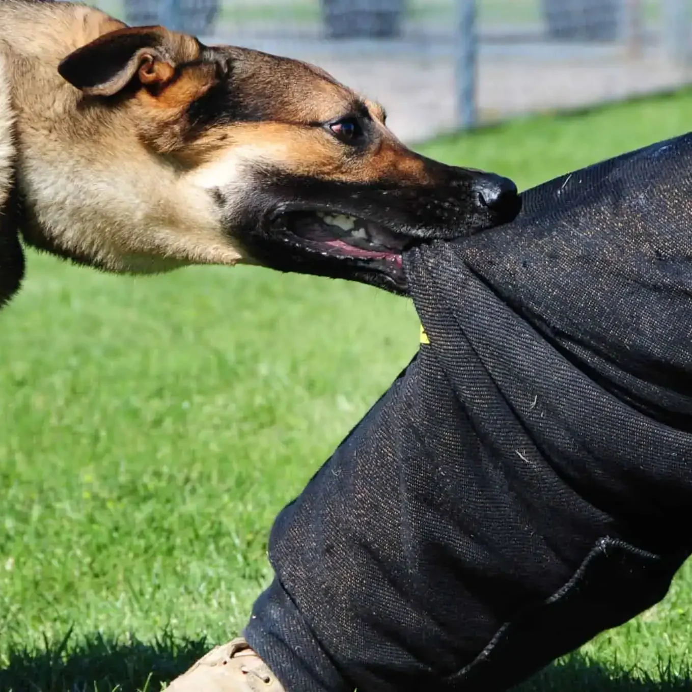 dogbite-scaled-1