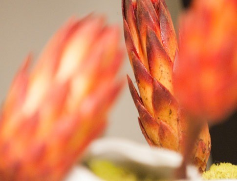 Spring Allergies Frequently Asked Questions