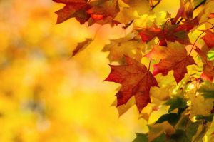 Chicago Acupuncture: October Updates