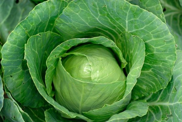 St. Patrick's Day Cabbage Recipes
