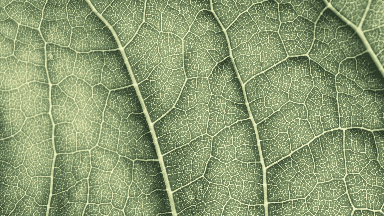 Inflammation and the Gut-Brain Connection: A Functional Medicine Perspective