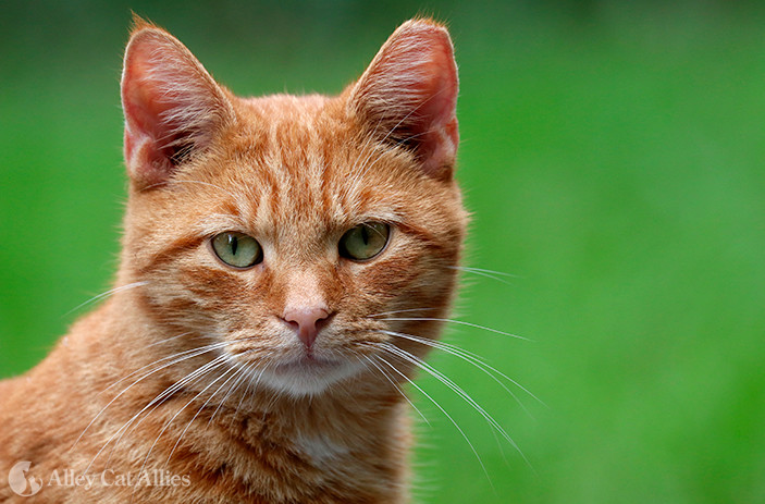 ALT here: Close-up of a ginger cat with green eyes against a green background.