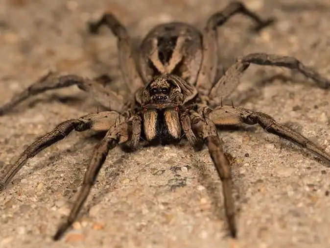 wolf spider