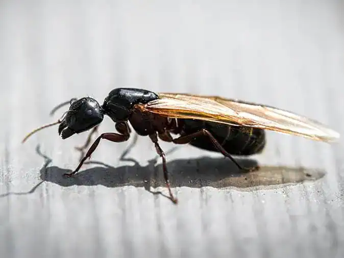 ant with wings