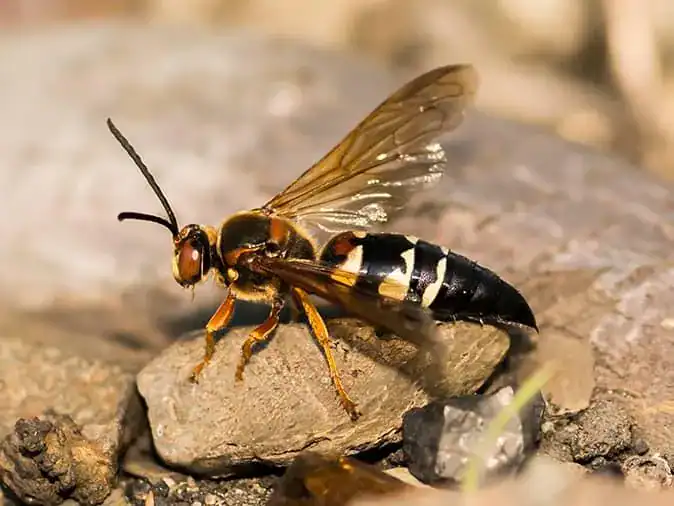 cicada killer