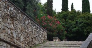 Πέτρινα σκαλοπάτια ανάμεσα σε κυπαρίσσια και ανθισμένους θάμνους