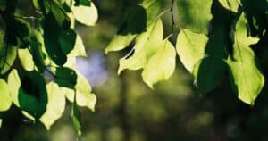 Κλαδιά με πράσινα φύλλα λούζονται στο απογευματινό φως