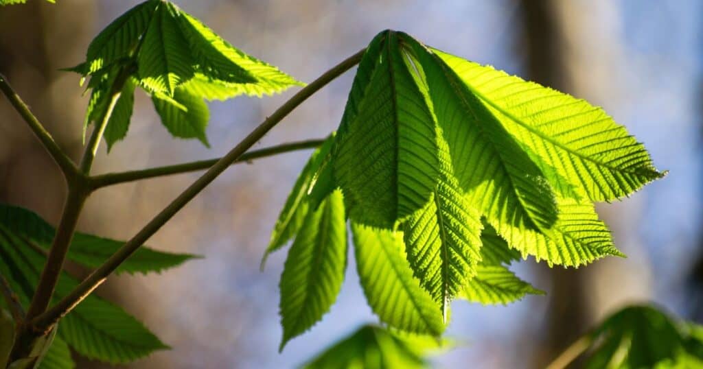 Φρέσκα πράσινα φύλλα φωτίζονται από τον ήλιο
