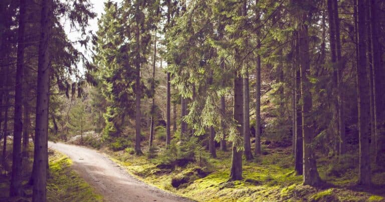 A peaceful forest path surrounded by tall trees and lush greenery, ideal for relaxation and mental health therapy sessions.