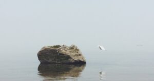 Βράχος μέσα σε ήρεμο νερό με πυκνή ομίχλη και ένας γλάρος σε πτήση.