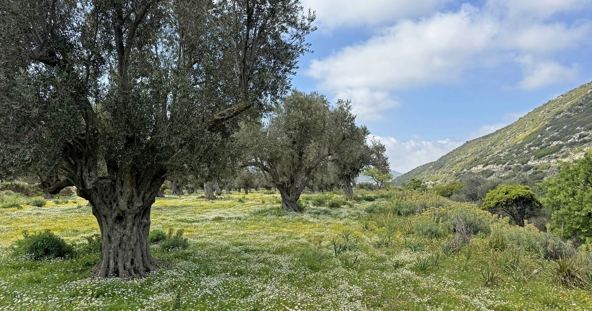 Αιωνόβιες ελιές σε ανθισμένο ελαιώνα κάτω από ανοιξιάτικο ουρανό.