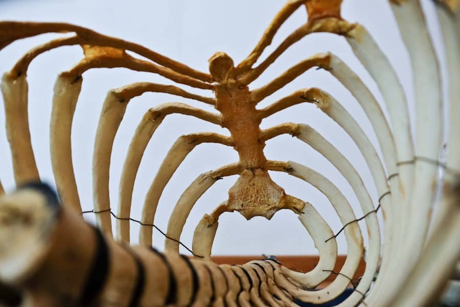 Chiropractic Care