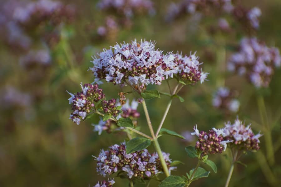 Herbal Medicine