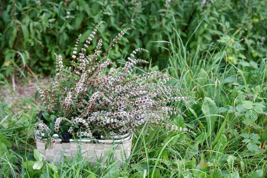 Herbal Medicine