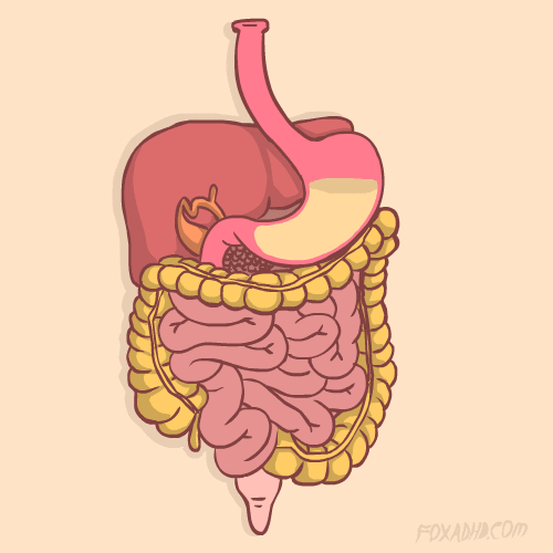 Indigestion, guts, bloating, gas, acid reflux, health, functional medicine, wellness, mind gut connection