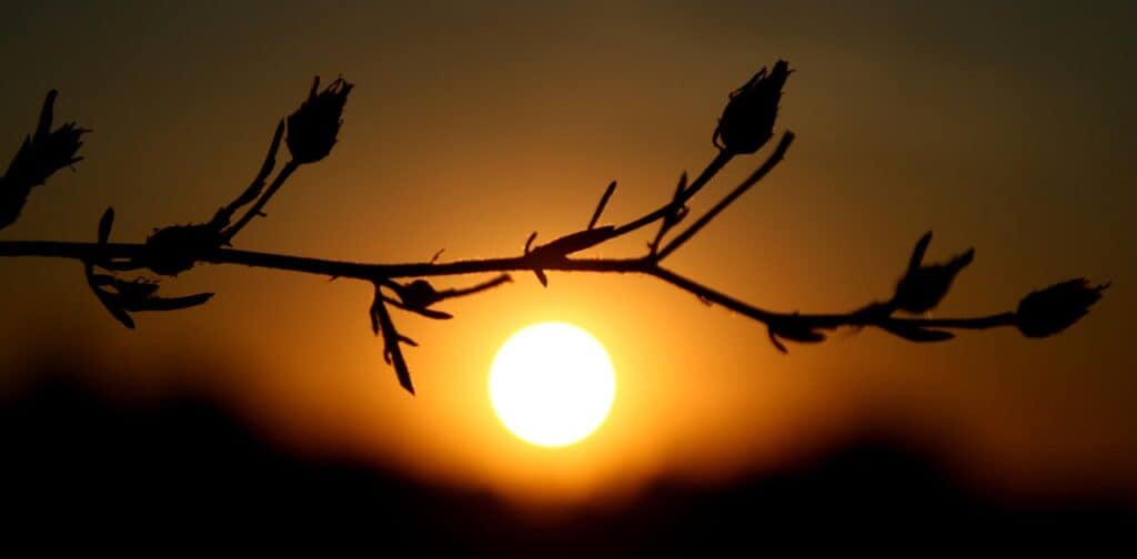 risen, nature, flora, the shadow, sun, sun and shadow