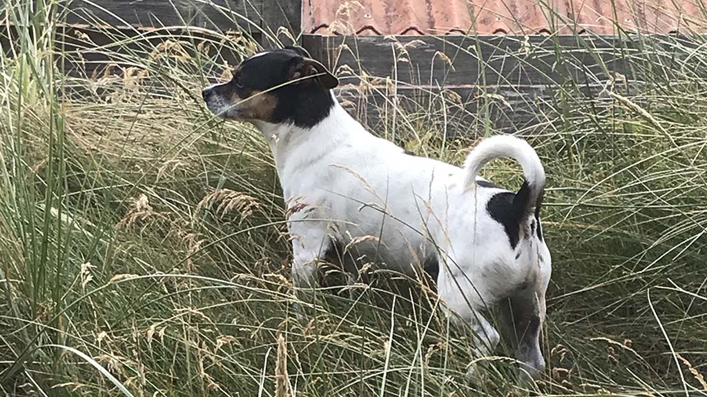 En lille hund der står i græsset