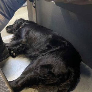 Flat-Coated Retriever