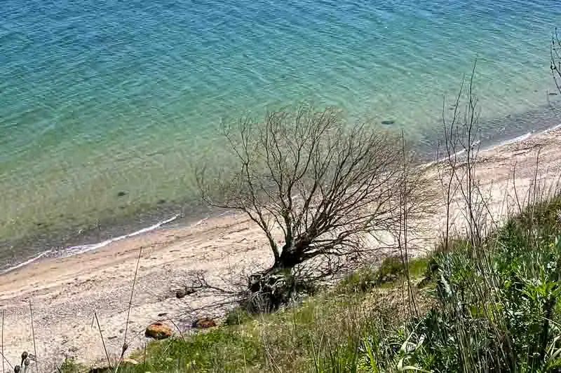 Træ på stranden