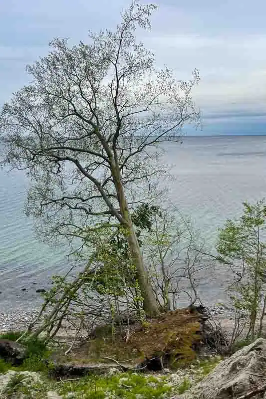 A tilted tree by the water's edge, overlooking a calm sea under a cloudy sky.