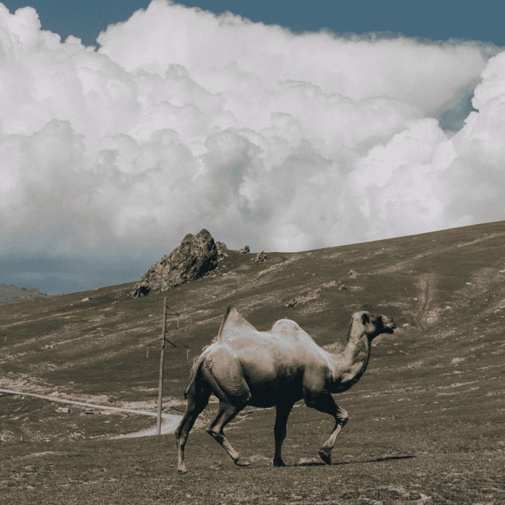 The Silk Road Scramble | 8 - 14 August, 2027 - Image 6