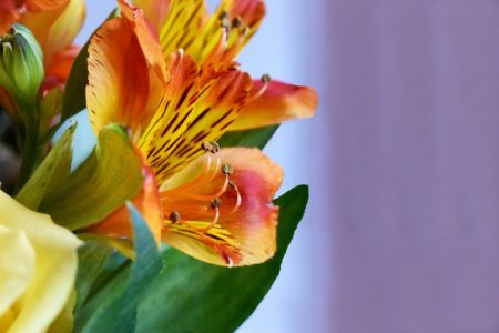 Flores de Fresia