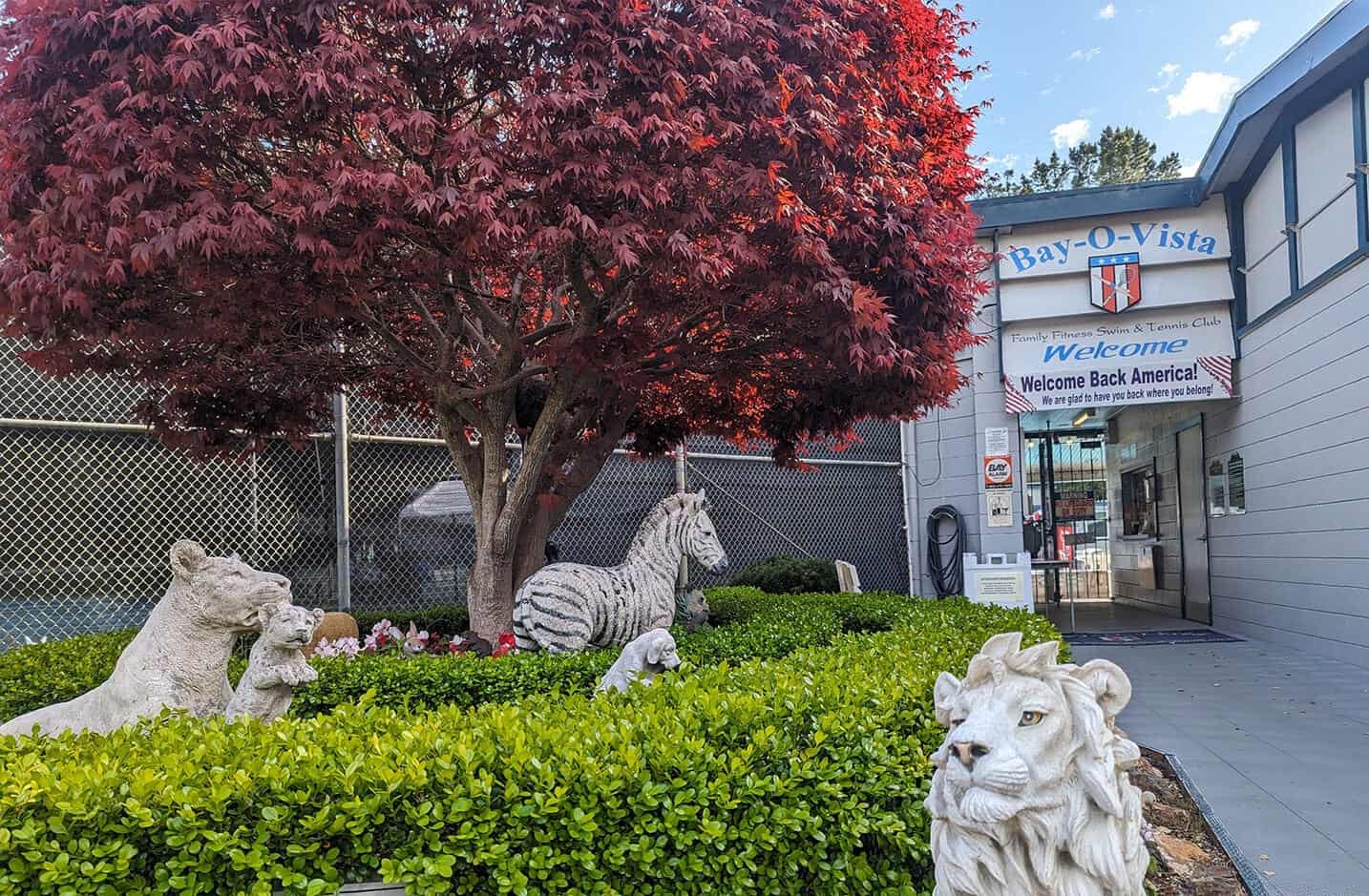 Colorful trees and animal sculptures at Bay-O-Vista Swim & Tennis Club entrance, highlighting community outdoor amenities and welcoming atmosphere.