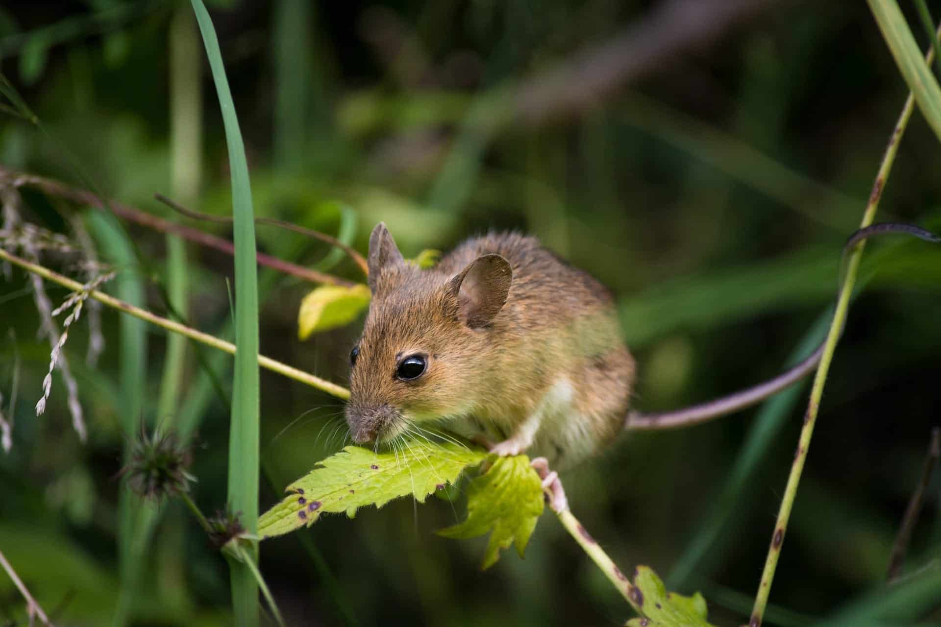 Small rodent perched on a leaf amidst green foliage at Bay-O-Vista Swim & Tennis Club, showcasing wildlife and natural surroundings.