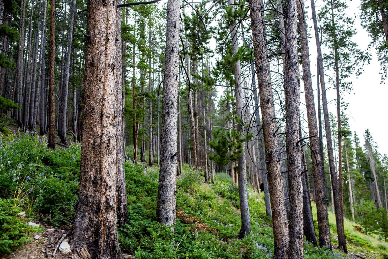 Colorado Hiking