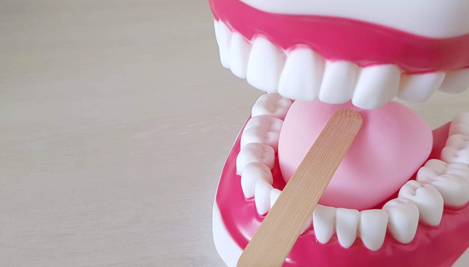 Brushing teeth with a wooden tongue cleaner in a dental model for oral hygiene demonstration.