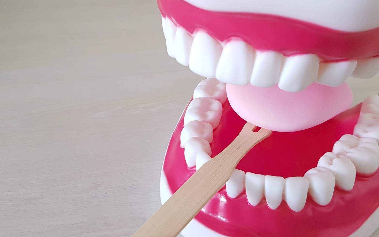 Dental model demonstrating LinguaSTIK PRO pack for speech therapy and oral health.