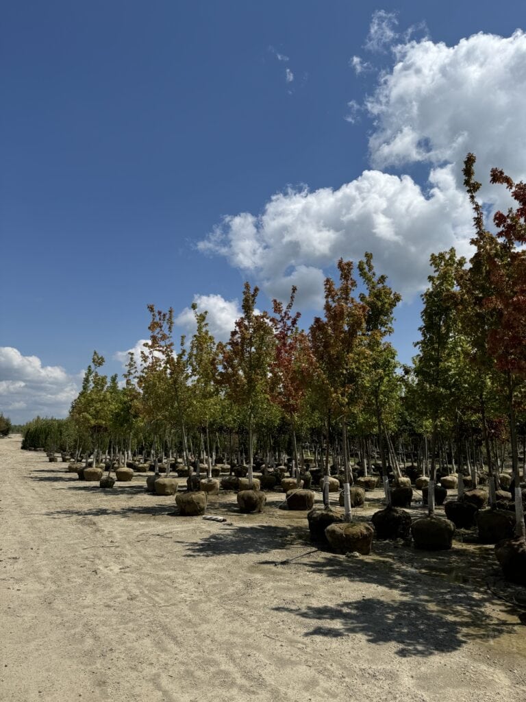 Rows of young trees in nursery with blue sky and clouds overhead.