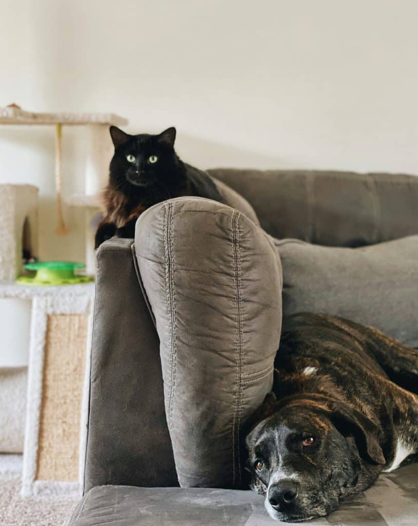 Apartment pet lifestyle photo