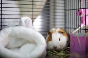 Guinea Pig in a cage - guinea pig apartment setup