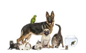 Various pets including dog and cat - pet addendum red flags
