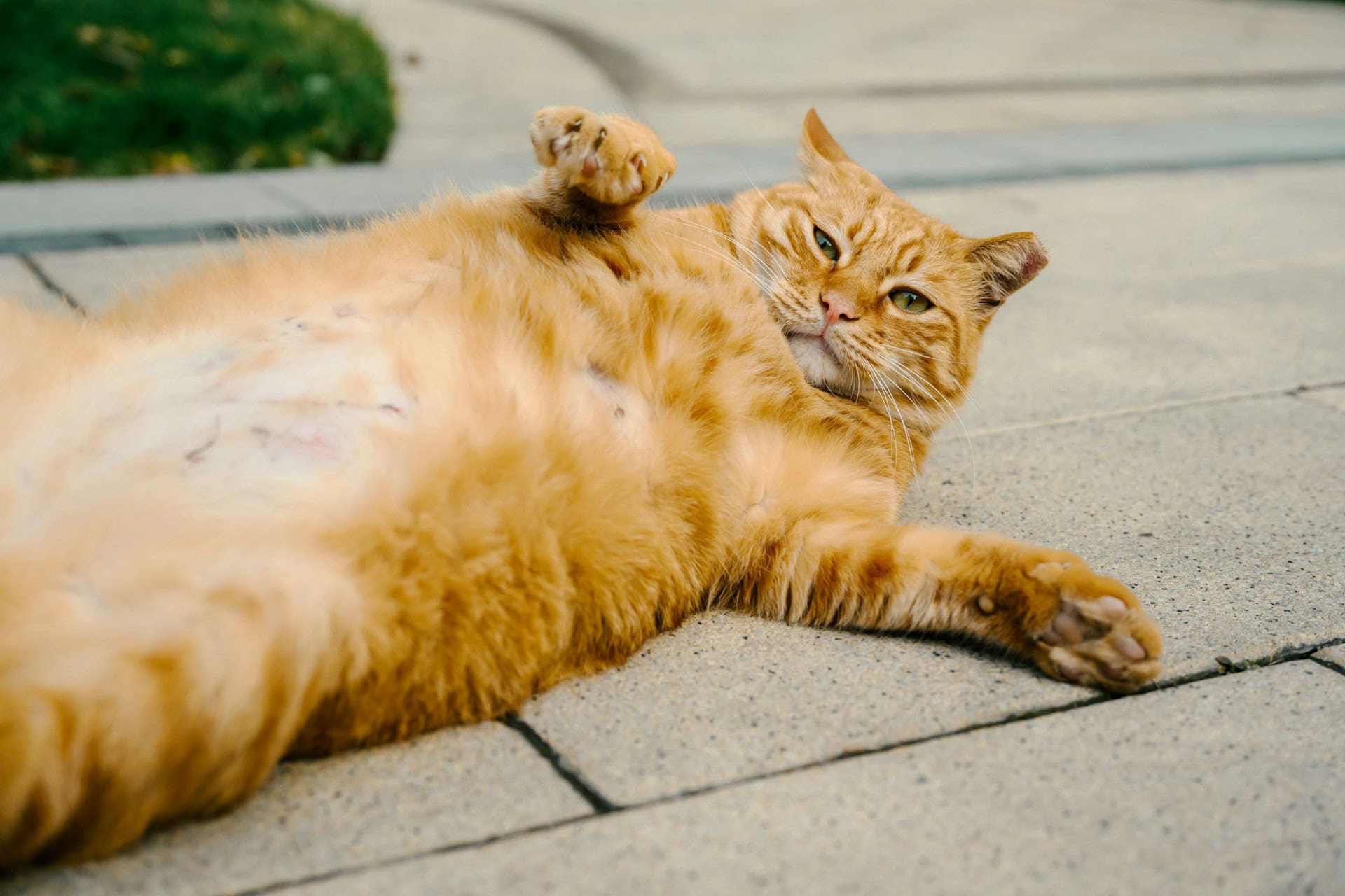 Pet Ownership Statistics 2026