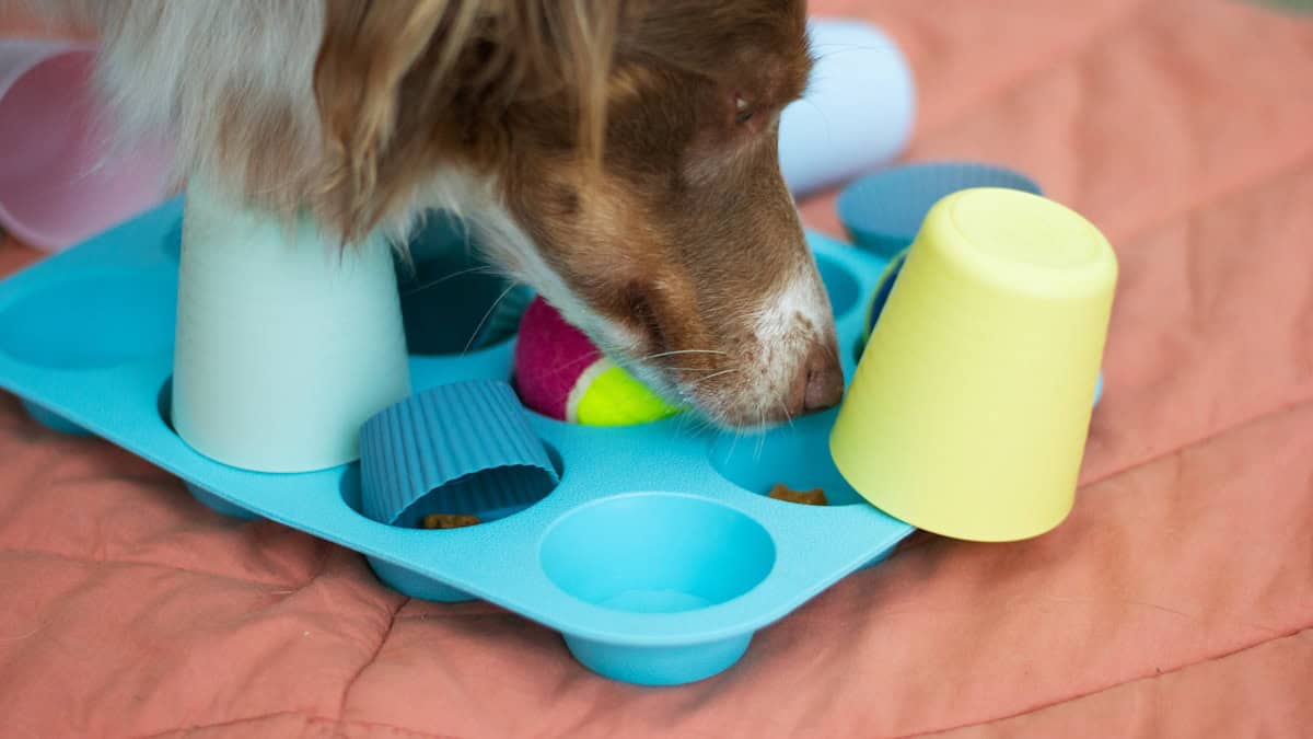 dog enrichment nose work activity