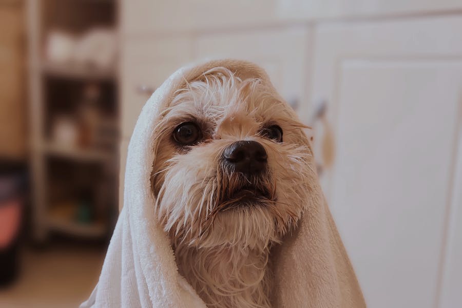 small dog wrapped in a towel after a bath