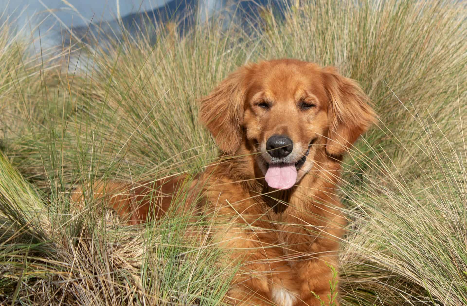 Dog Ownership Statistics 2026