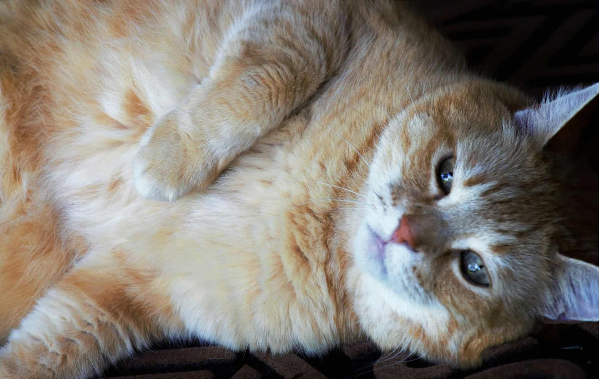 Pet Obesity Statistics 2026