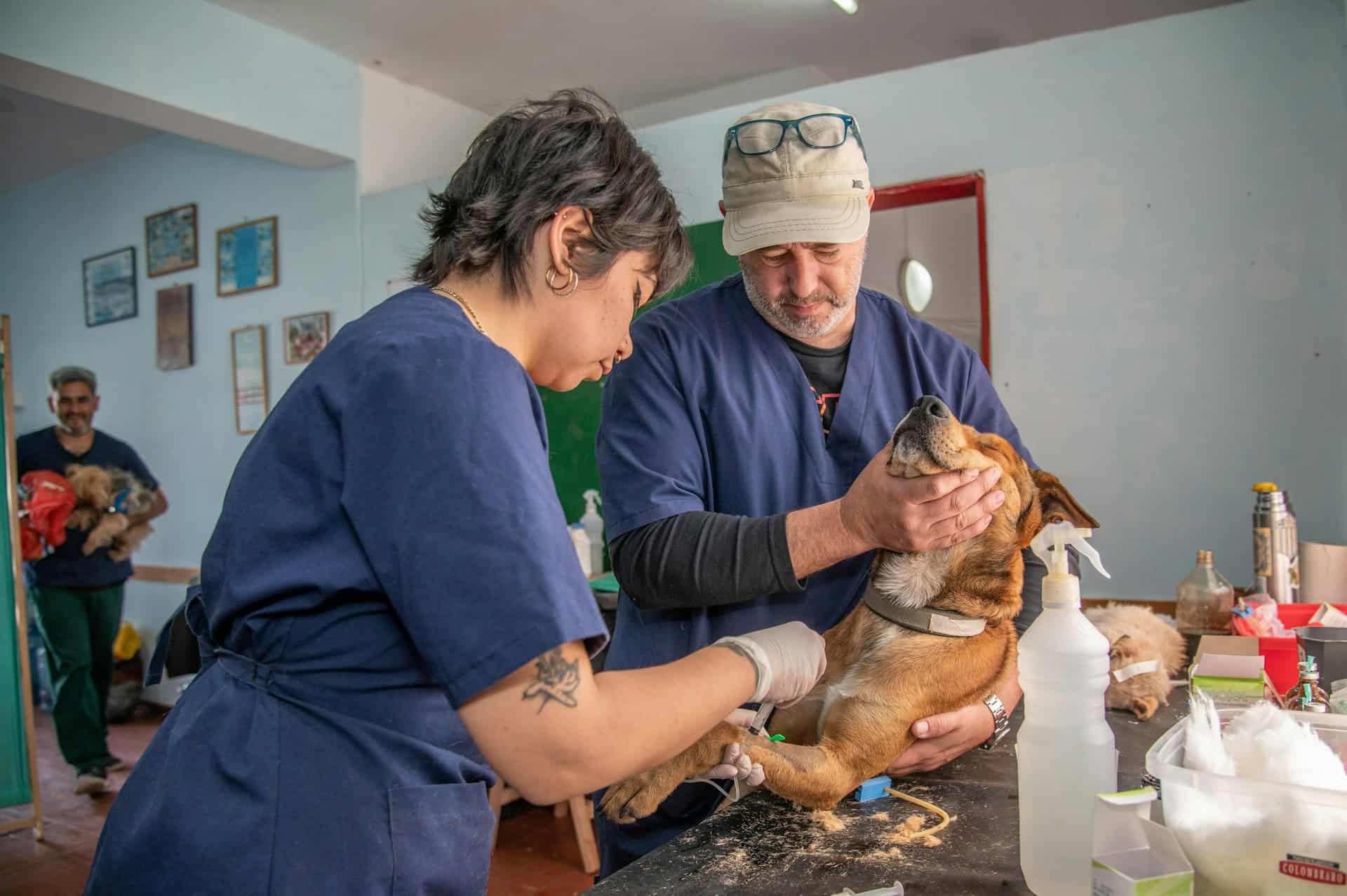 Veterinary Cost Statistics 2026