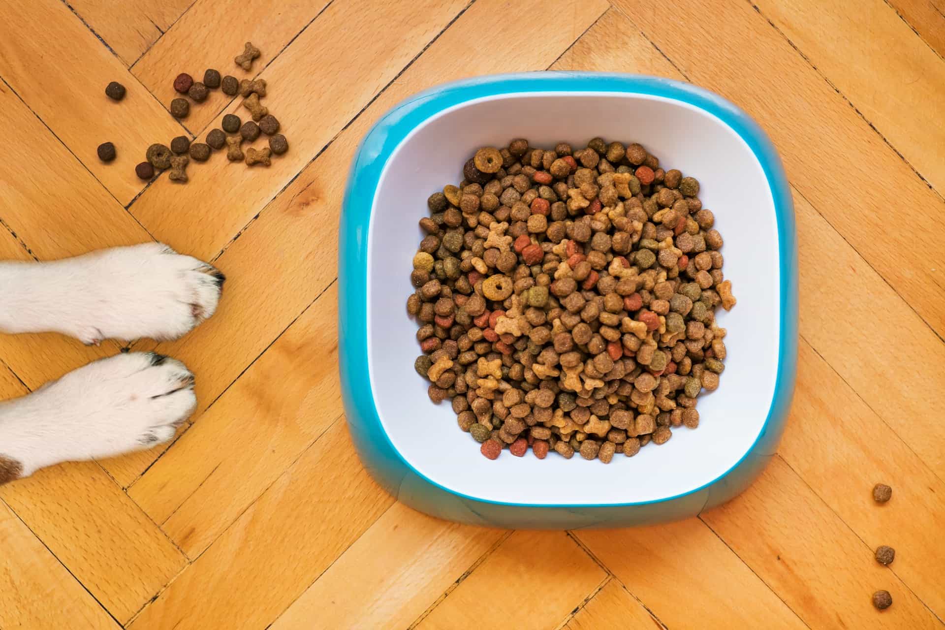 Pet Food Industry Statistics 2026