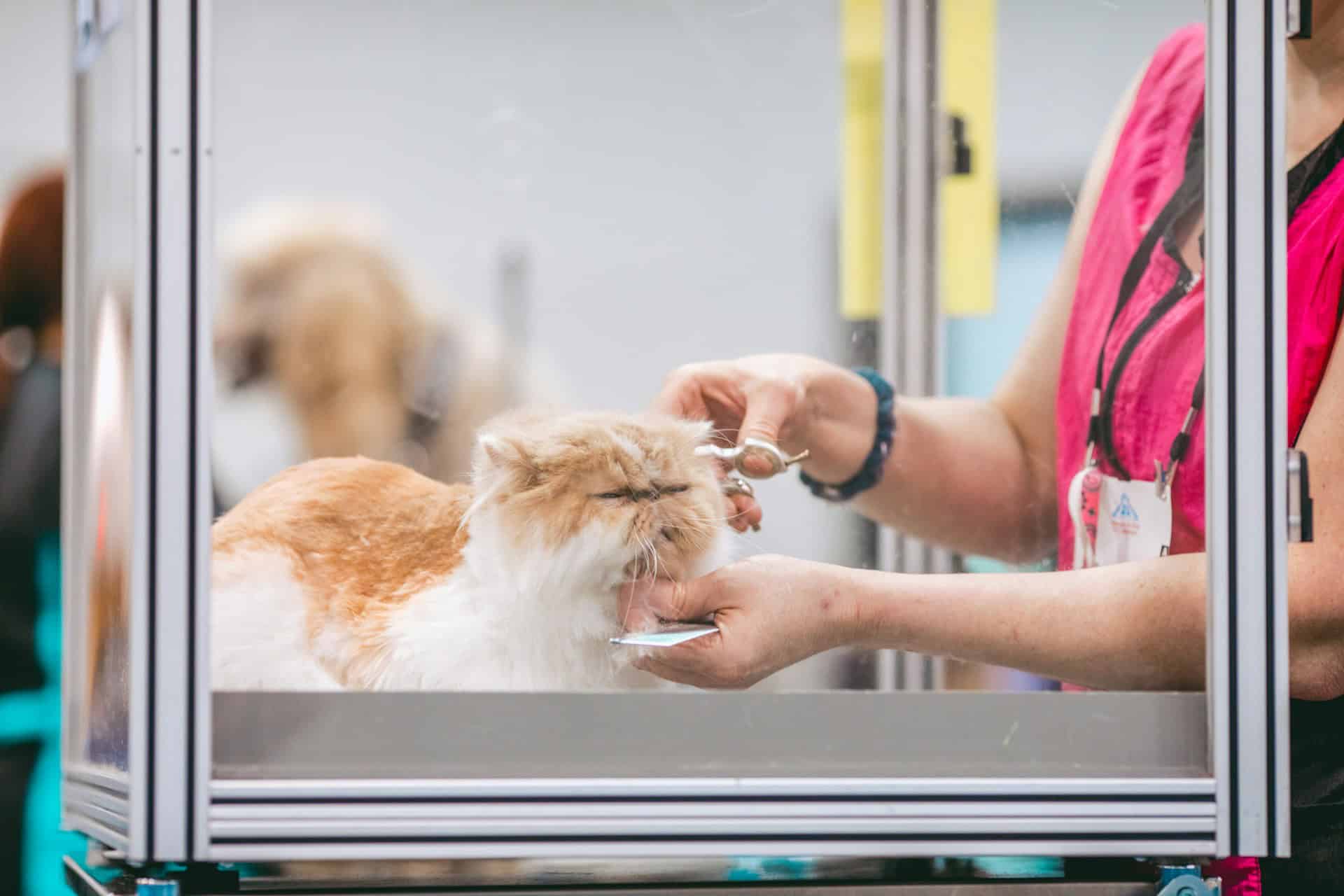 Pet Care Spending Statistics 2026