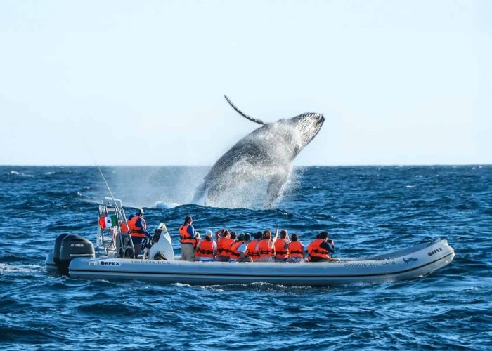 Family &Amp; Kids β Homes For Sale In Cabo Del Sol Large Humpback Whale Breaching The Ocean Surface With Tourists On A Speedboat Watching In Cabo San Lucas, Mexico.