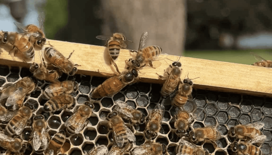 Busy honeybee hive with bees working on honeycomb sections.