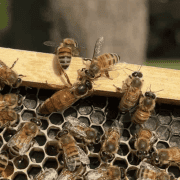 Busy honeybee hive with bees working on honeycomb sections.