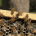 Busy honeybee hive with bees working on honeycomb sections.