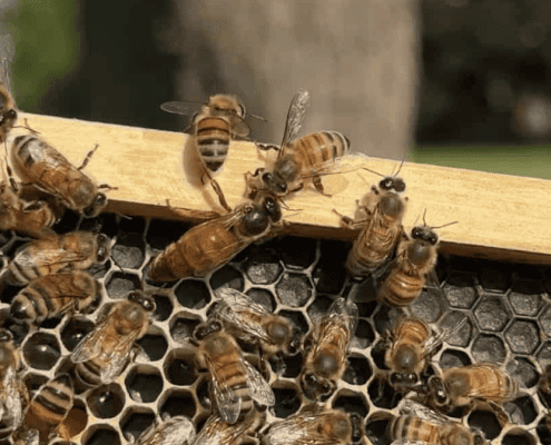 Busy honeybee hive with bees working on honeycomb sections.