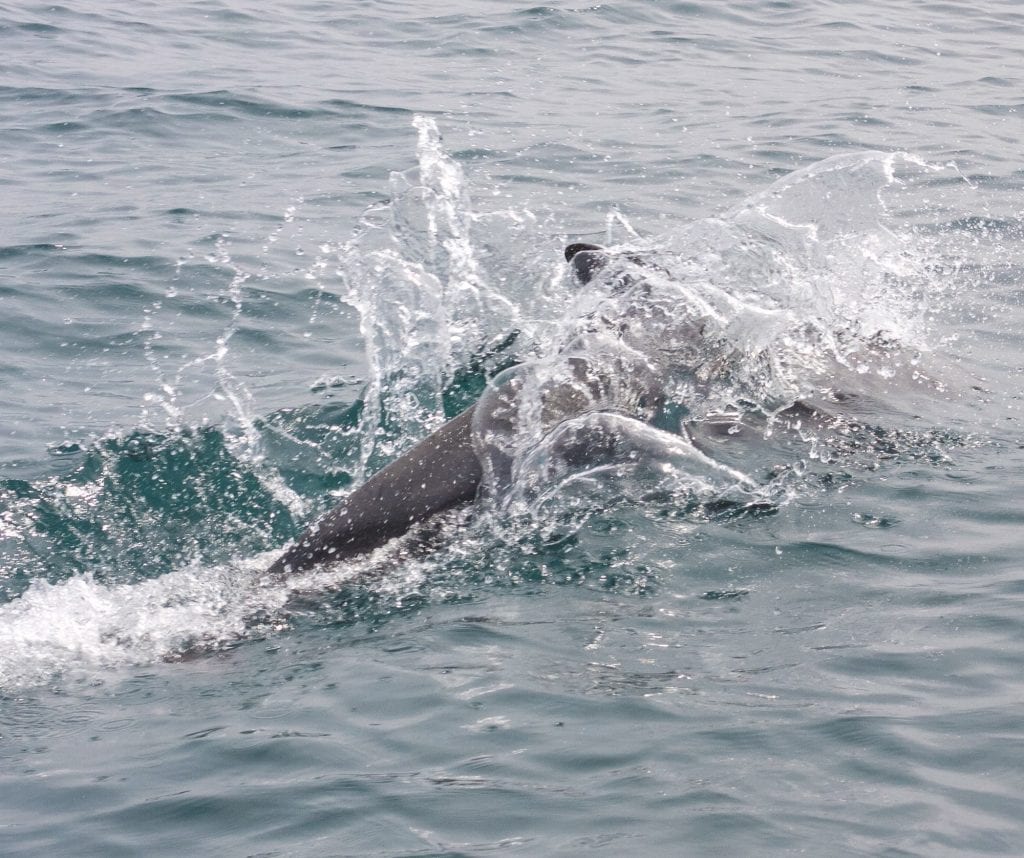 Baby humpback whale splashing in the waters off Contadora Island, Panama.