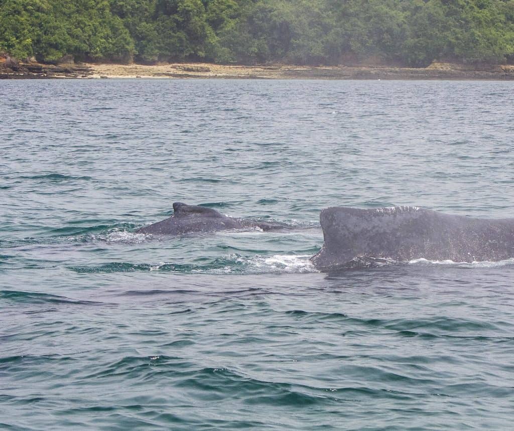 Mother and calf humpback whales swimming near Contadora Island, Panama.